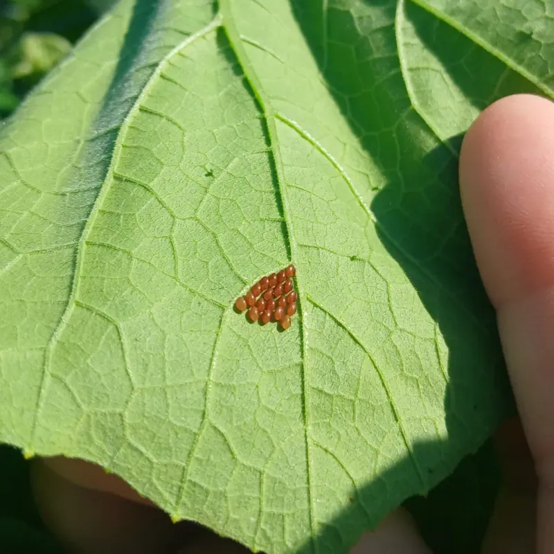 Remove Egg Masses Immediately
