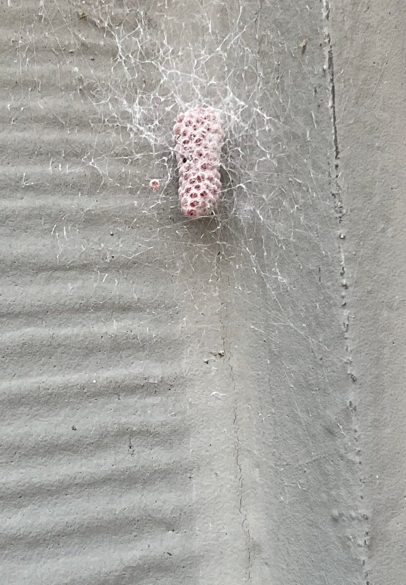 Remove Egg Sacs Before They Hatch In Spring Remove Egg Sacs Before They Hatch In Spring