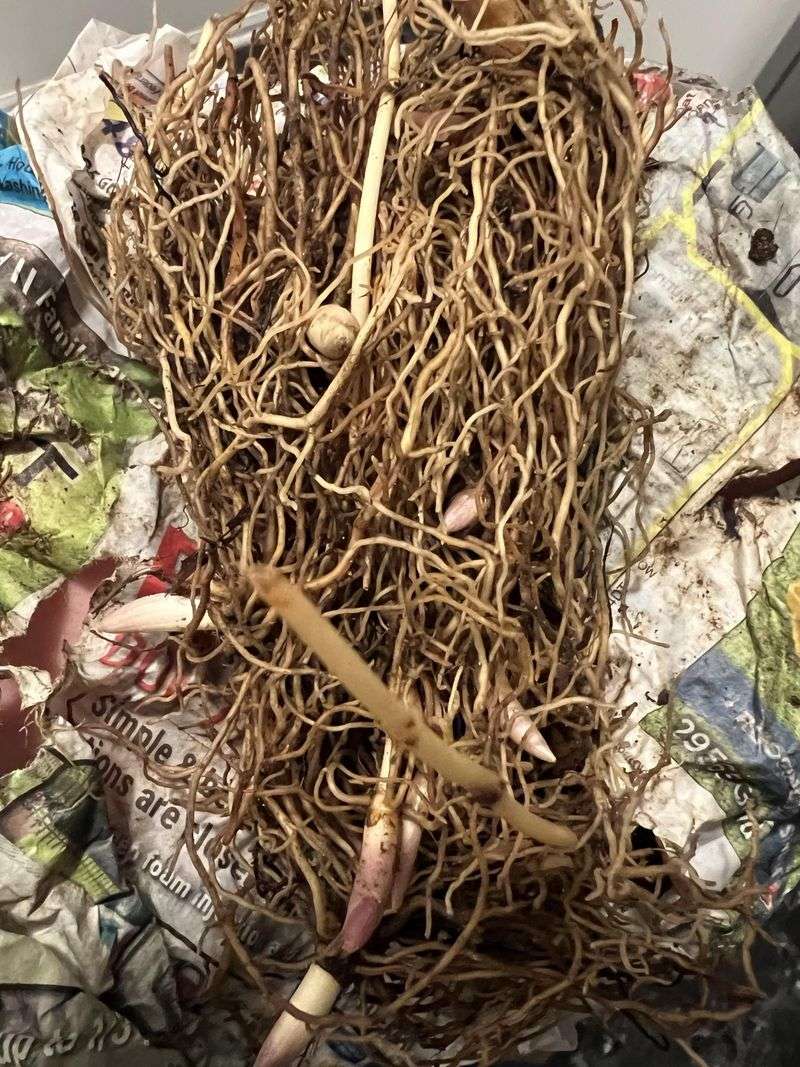 Remove Every Root Fragment You Find Remove Every Root Fragment You Find