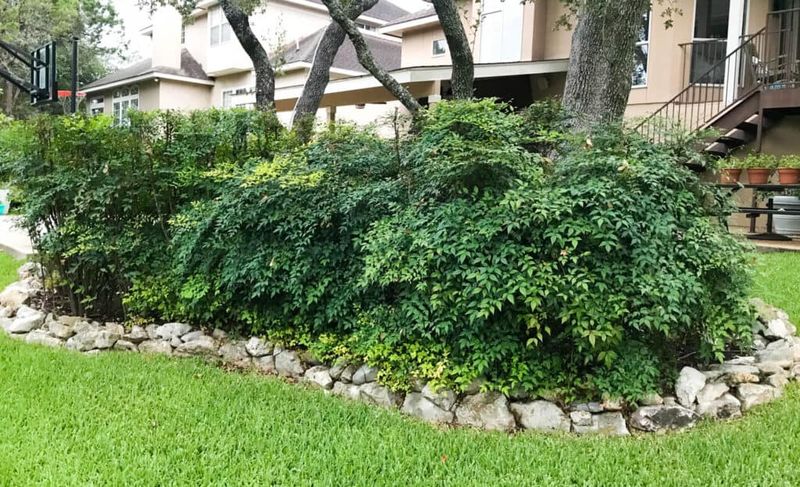 Remove Existing Nandina Without Spreading It