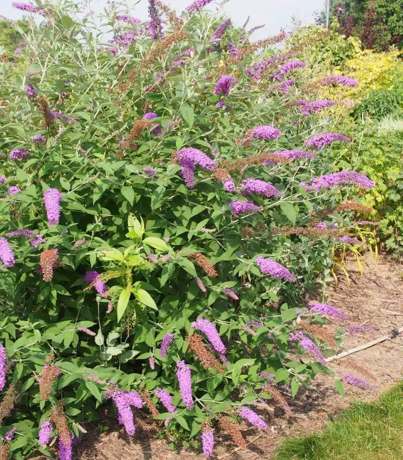 Remove Faded Blooms Before Seeds Form Remove Faded Blooms Before Seeds Form