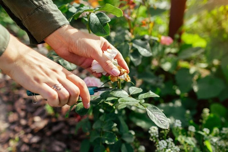 Remove Faded Flowers Before Rose Hips Start Forming Remove Faded Flowers Before Rose Hips Start Forming