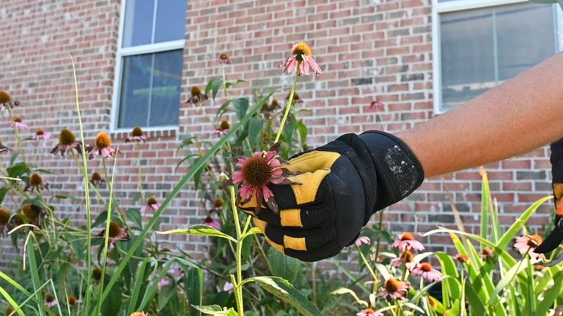 Remove Faded Flowers Regularly