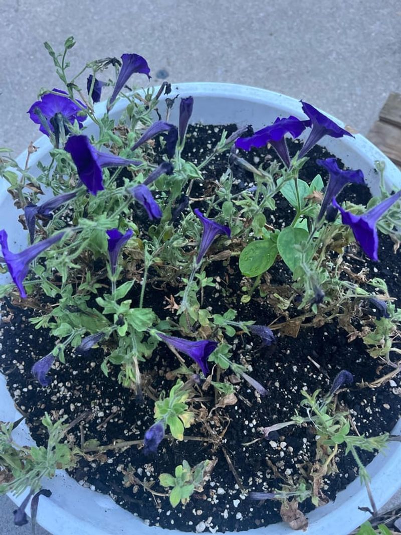 Remove Faded Flowers With The Small Green Base Remove Faded Flowers With The Small Green Base