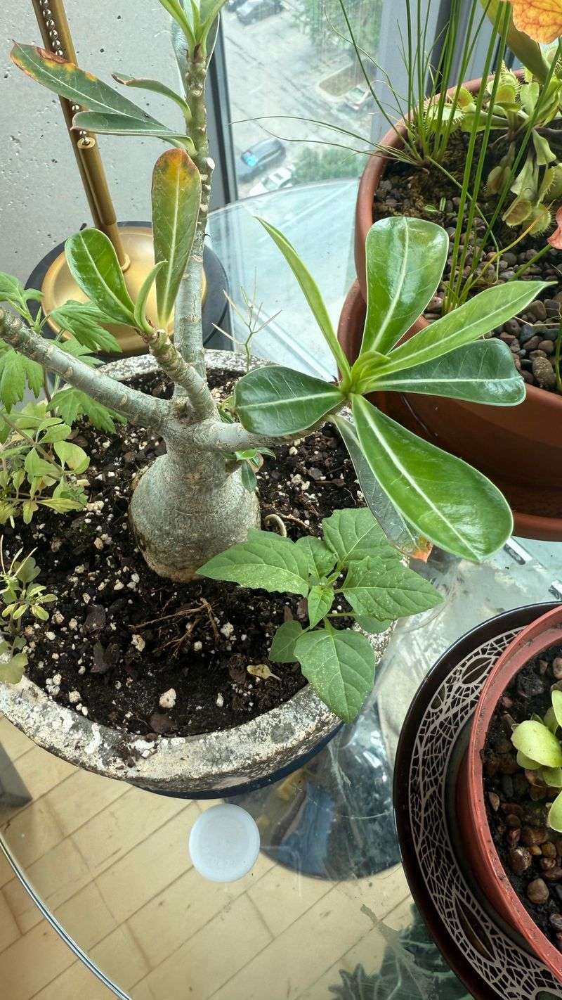 Remove Fallen Leaves To Keep The Plant Healthy