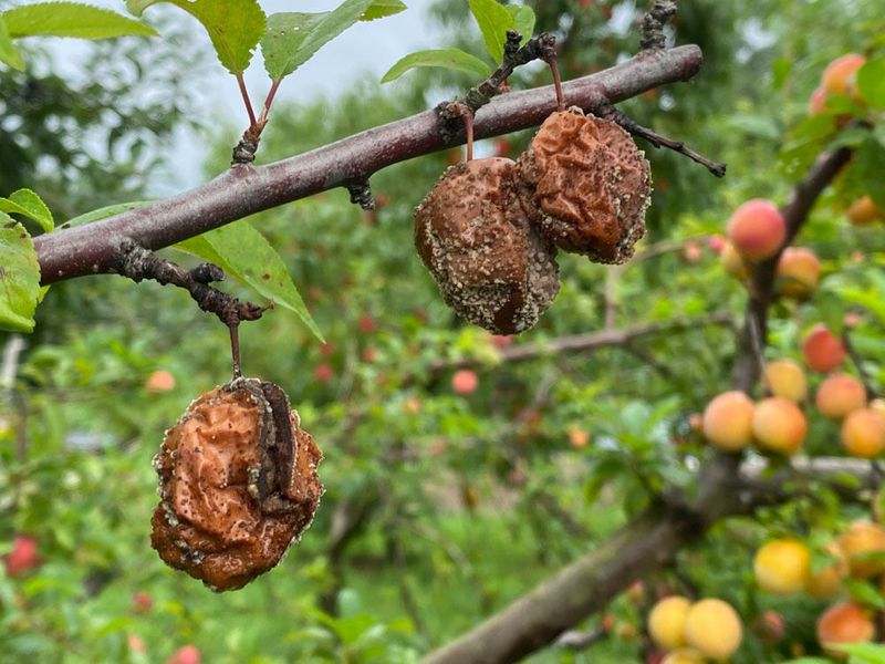 Remove Fallen, Rotting, And Mummified Fruit