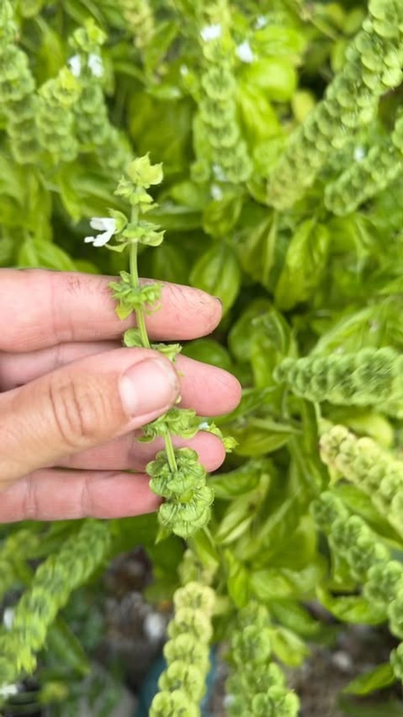 Remove Flower Buds As Soon As They Appear