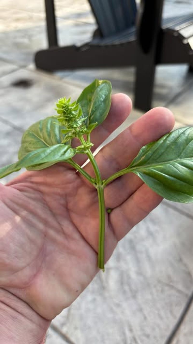 Remove Flower Buds As Soon As They Appear Remove Flower Buds As Soon As They Appear