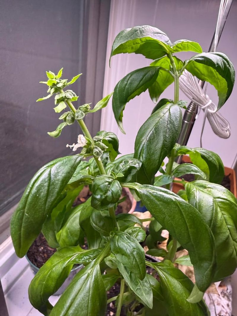 Remove Flower Buds Before Flavor Fades Remove Flower Buds Before Flavor Fades