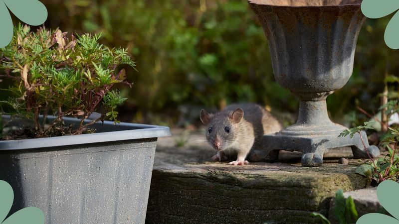 Remove Food Sources Before Rats Find Them Remove Food Sources Before Rats Find Them