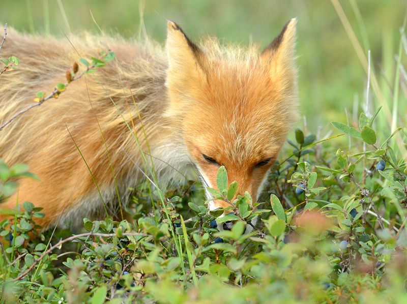 Remove Food Sources That Attract Foxes Remove Food Sources That Attract Foxes