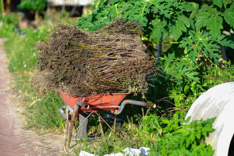 Remove Garden Debris Right After Harvest Remove Garden Debris Right After Harvest