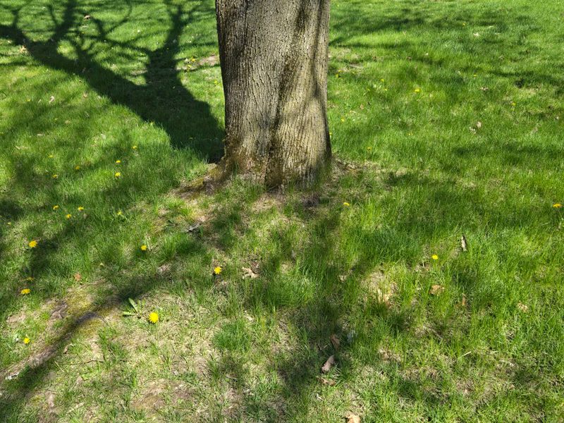 Remove Grass From The Base