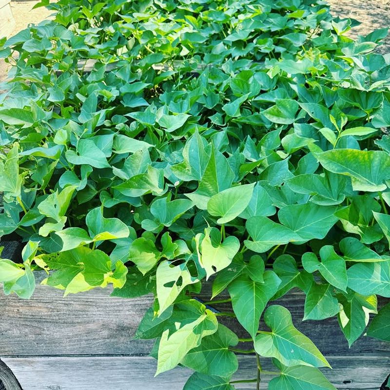 Remove Grass From The Sweet Potato Area