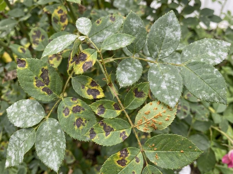 Remove Infected Leaves Before The Disease Spreads