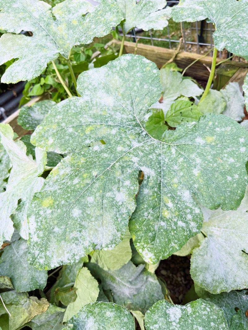 Remove Infected Leaves Right Away Remove Infected Leaves Right Away