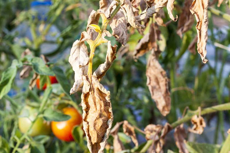 Remove Infected Plants Immediately Remove Infected Plants Immediately