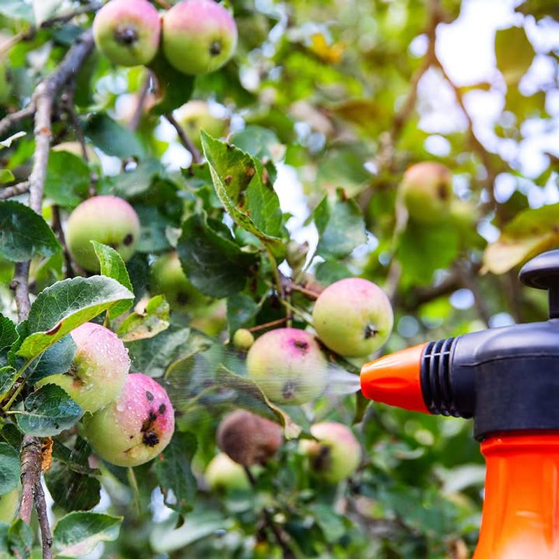 Remove Infested And Fallen Apples Promptly