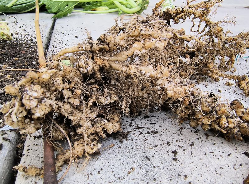 Remove Infested Roots Carefully