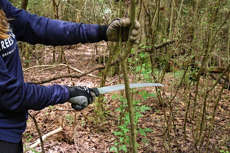 Remove Invasive Privet And Plan For Follow-Up