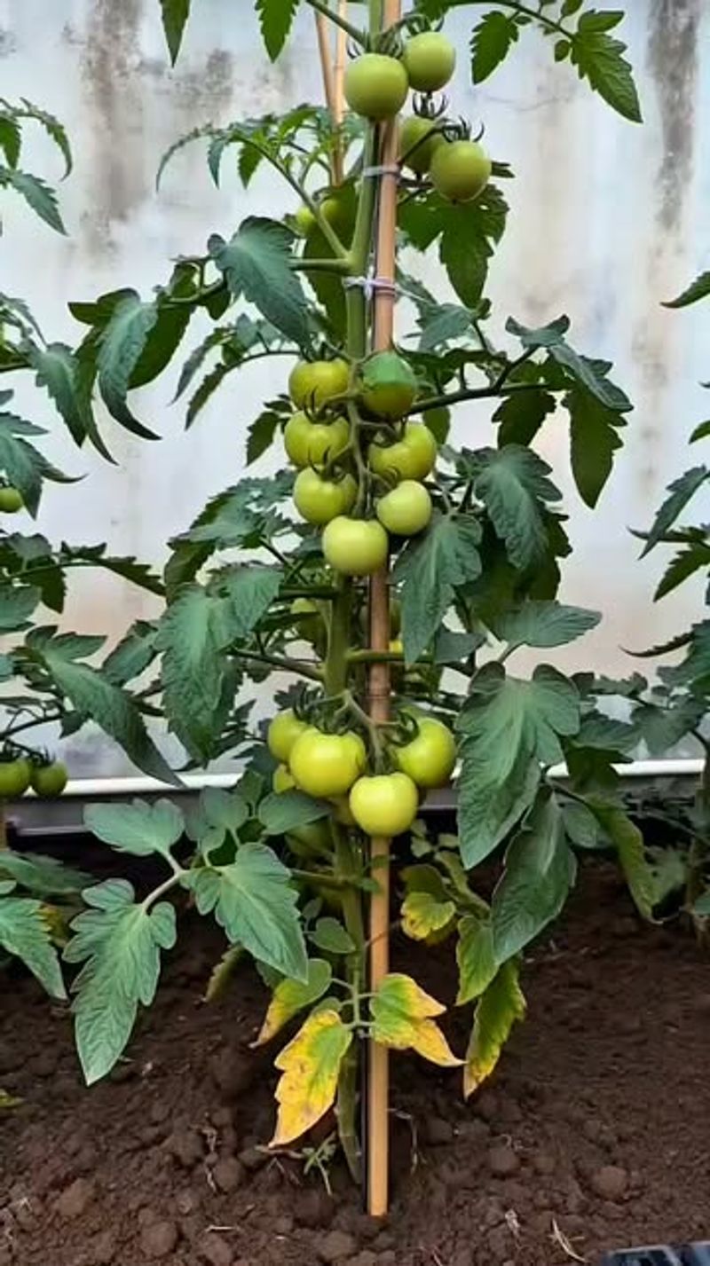 Remove Leaves Trapped Inside Supports