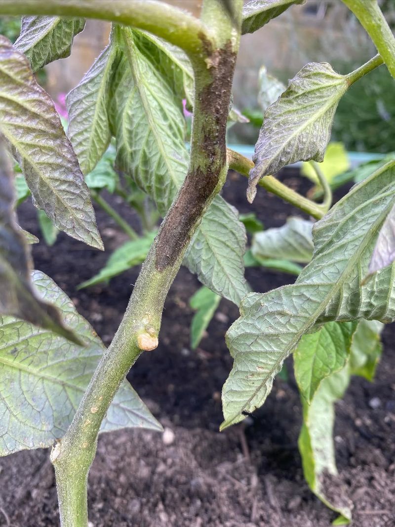 Remove Lower Leaves With Small Dark Spots