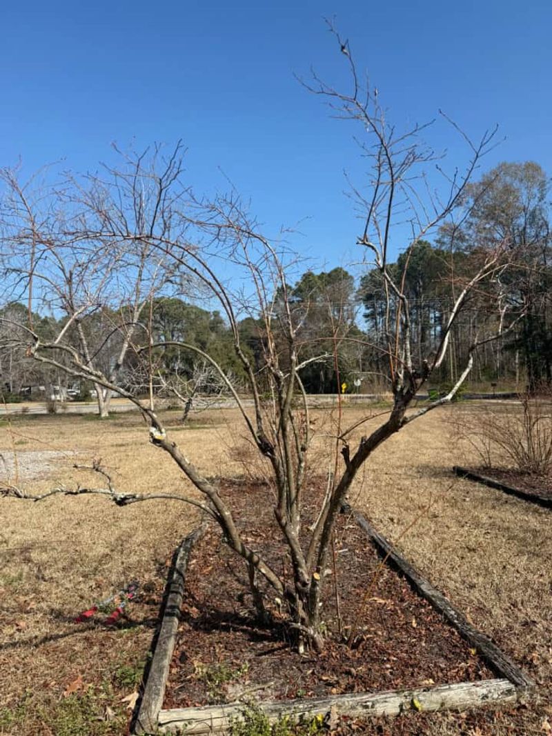 Remove Older Canes After Harvest