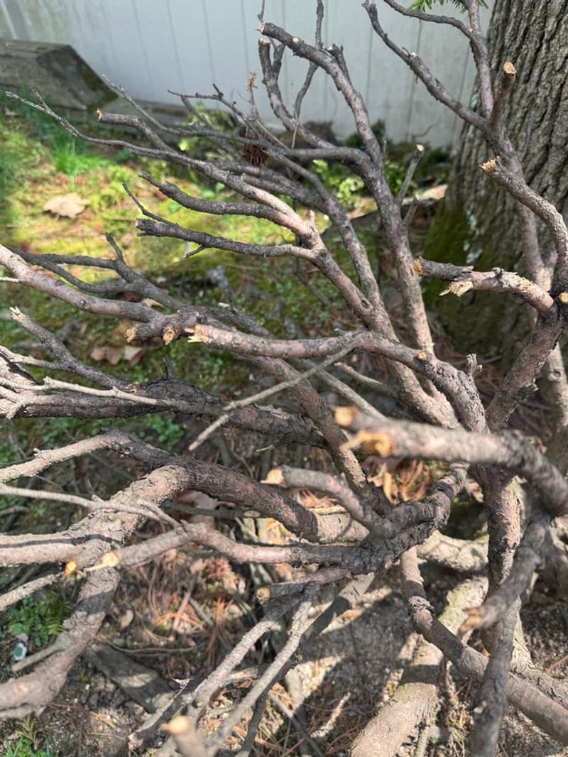 Remove Only Broken Or Damaged Branches First Remove Only Broken Or Damaged Branches First