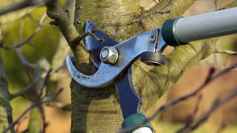 Remove Only Broken Or Damaged Branches Remove Only Broken Or Damaged Branches