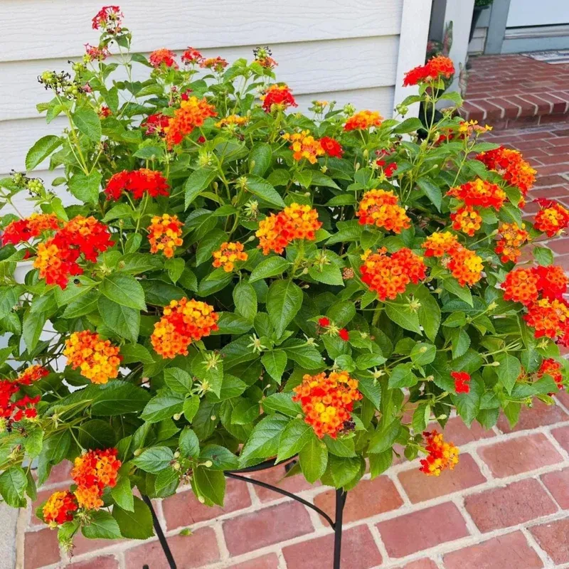 Remove Only Broken Or Damaged Stems