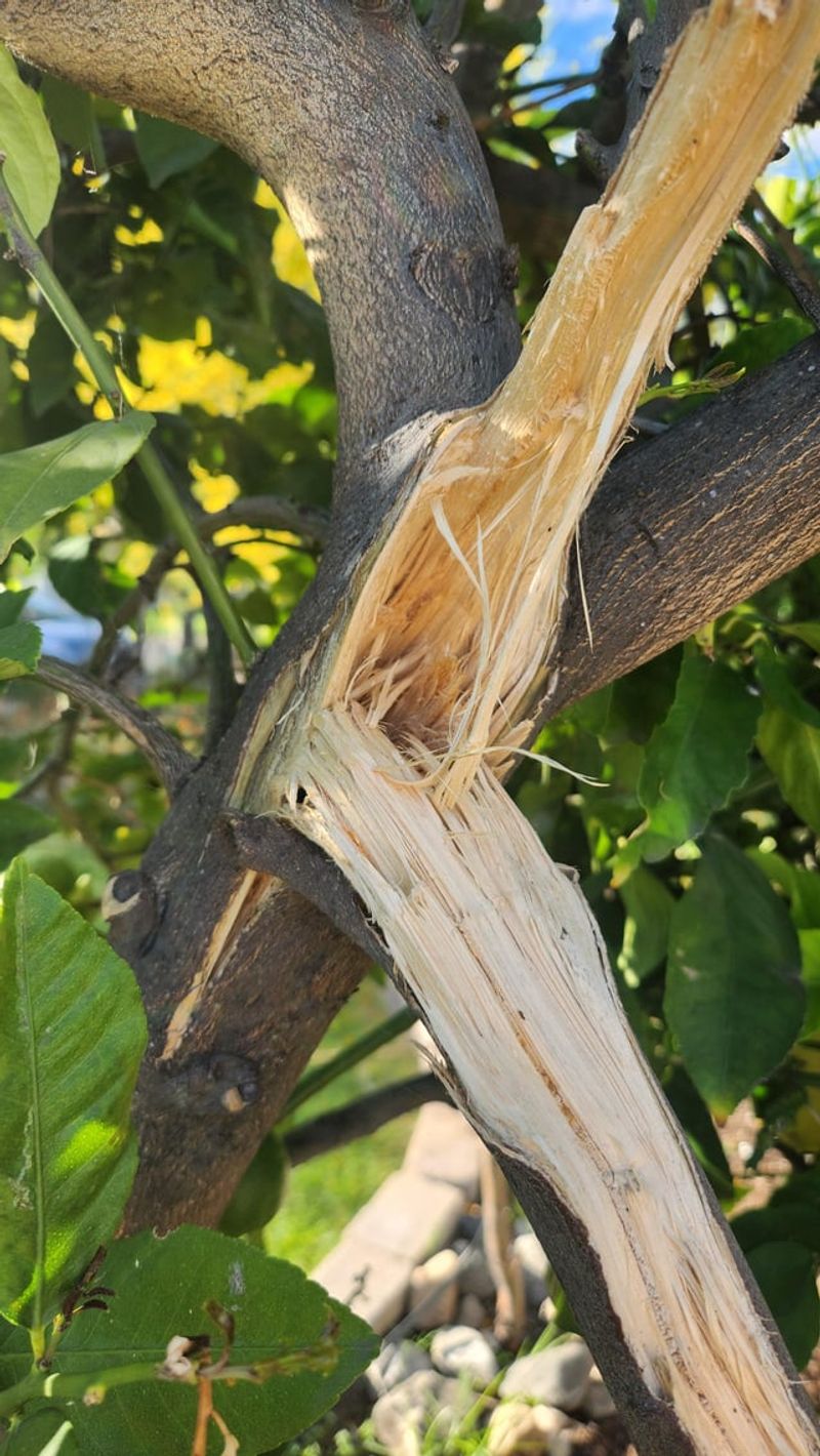 Remove Only Broken Or Dangerous Branches Remove Only Broken Or Dangerous Branches
