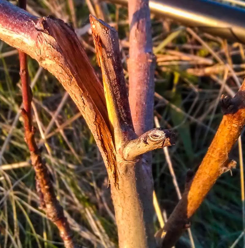 Remove Only Broken Or Hazardous Branches