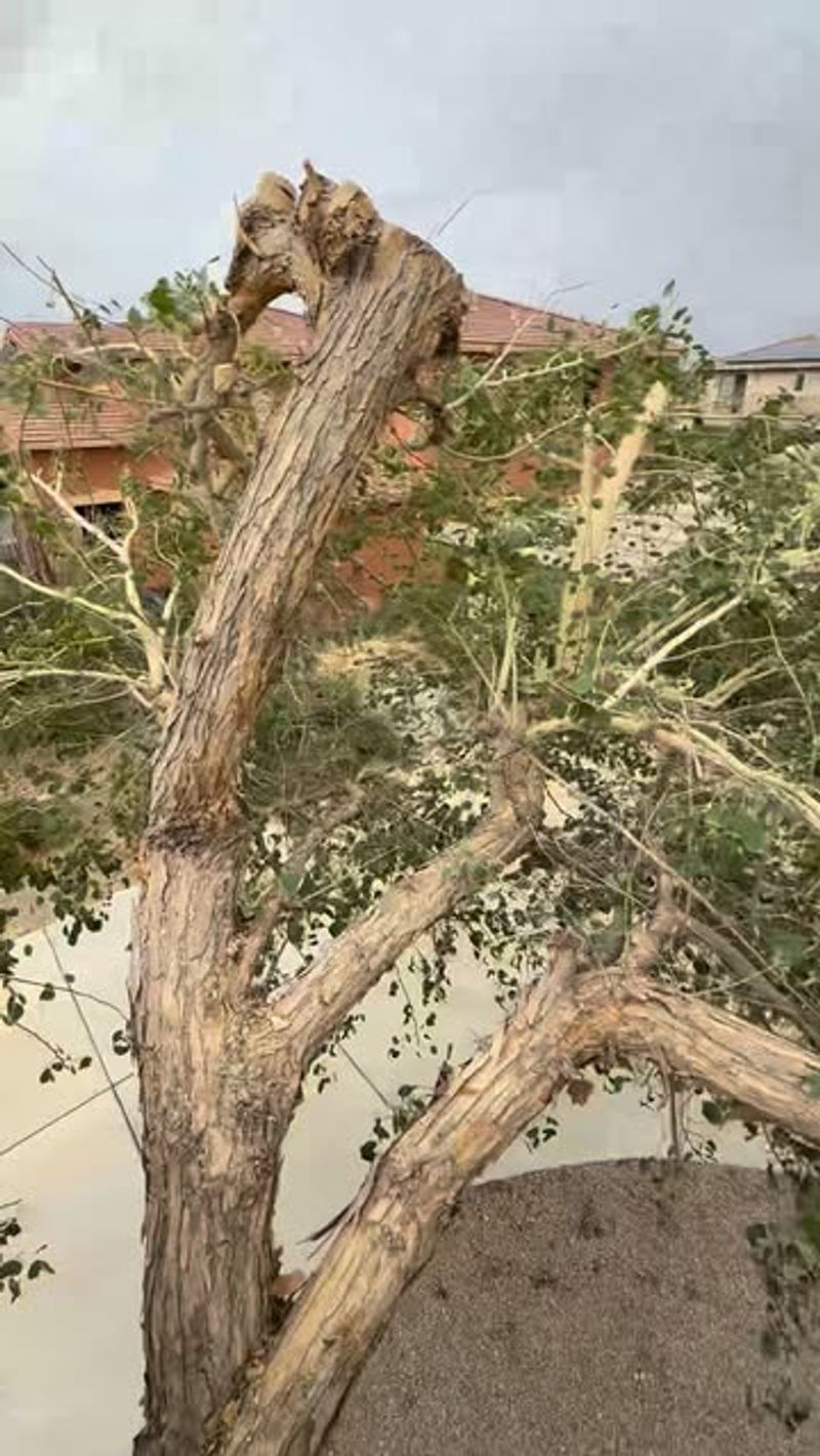 Remove Only Damaged Or Dangerous Growth Remove Only Damaged Or Dangerous Growth