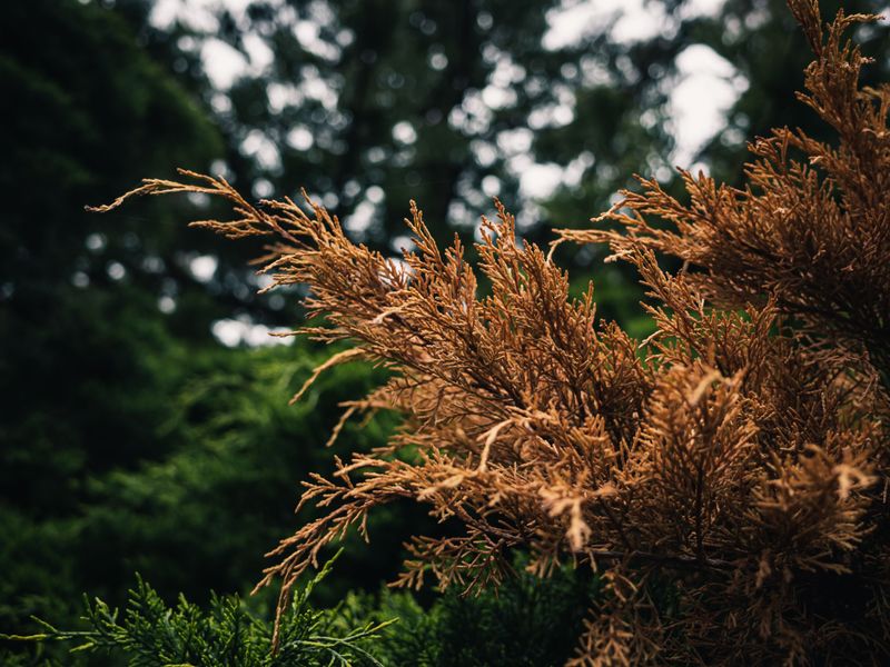 Remove Only Fully Brown Growth Remove Only Fully Brown Growth