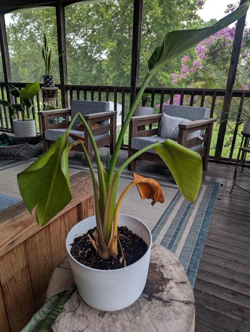 Remove Only Leaves That Are Truly Finished Remove Only Leaves That Are Truly Finished