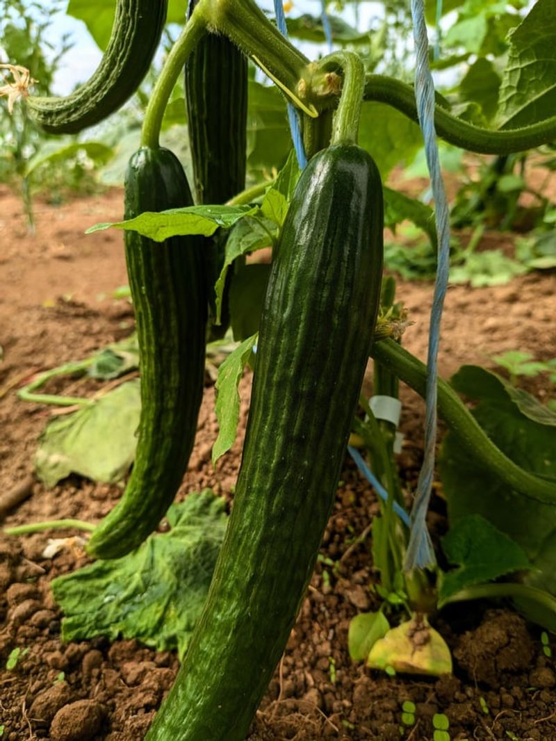 Remove Oversized Cucumbers Immediately