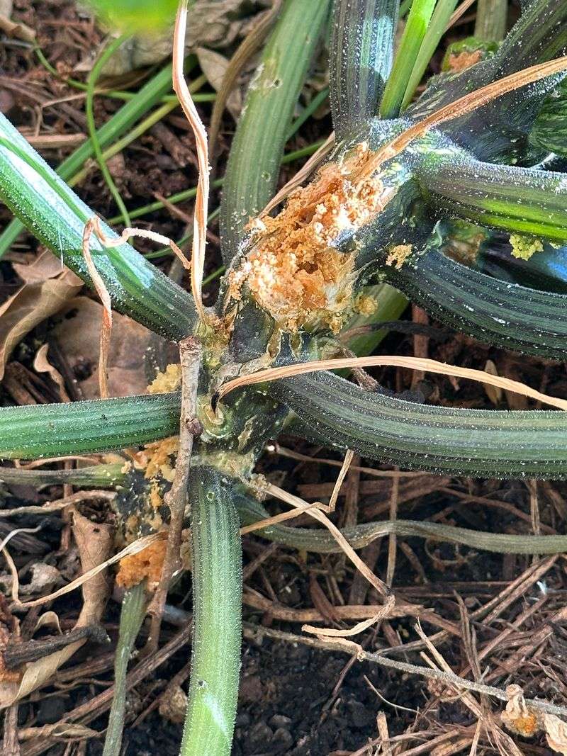 Remove Oversized Or Rotting Fruits Promptly