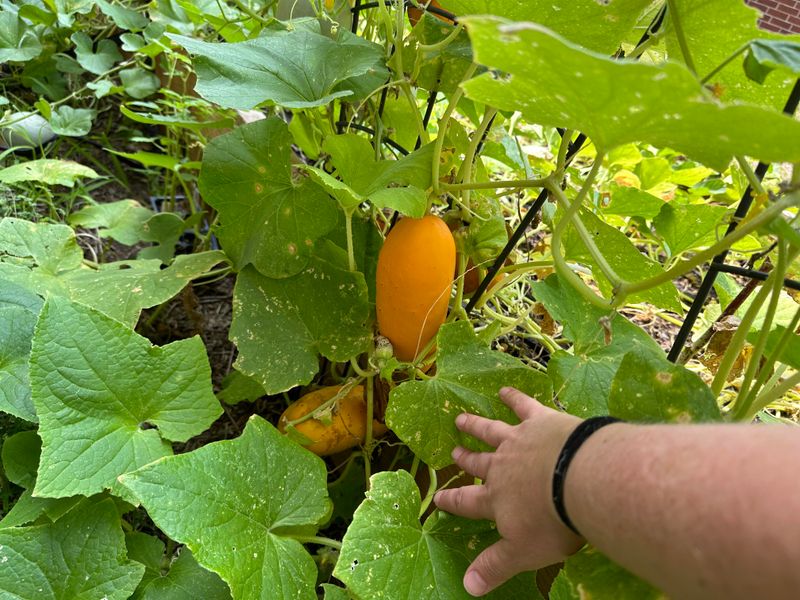 Remove Oversized Squash As Soon As Possible Remove Oversized Squash As Soon As Possible