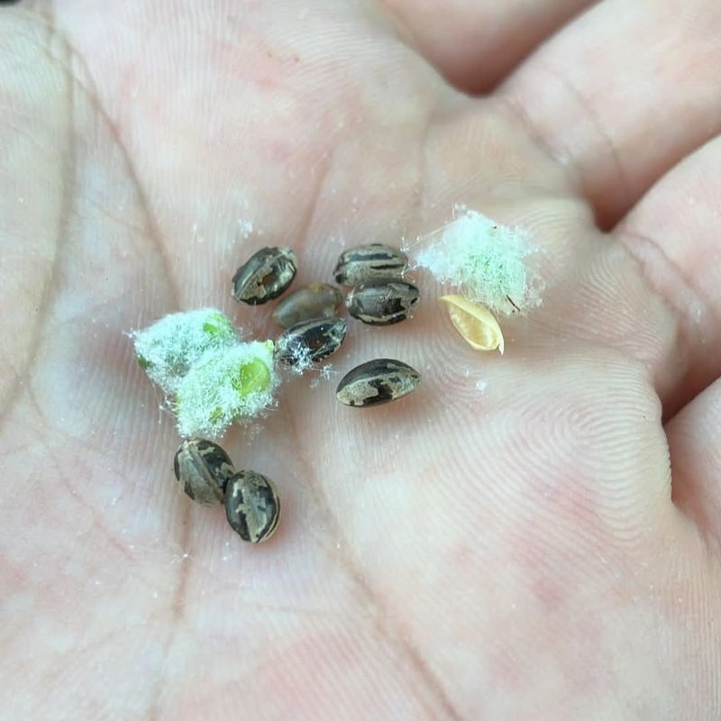 Remove Plants Before They Produce Seeds Remove Plants Before They Produce Seeds