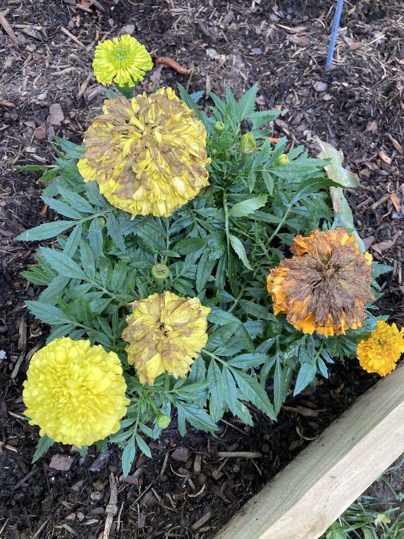Remove Rotting Blooms And Fallen Debris