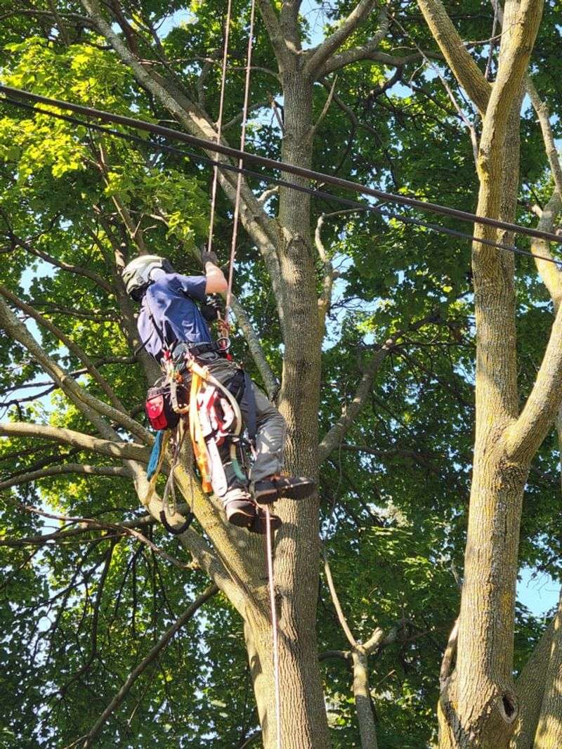 Remove Seed-Bearing Trees Before They Reach Full Maturity Remove Seed-Bearing Trees Before They Reach Full Maturity