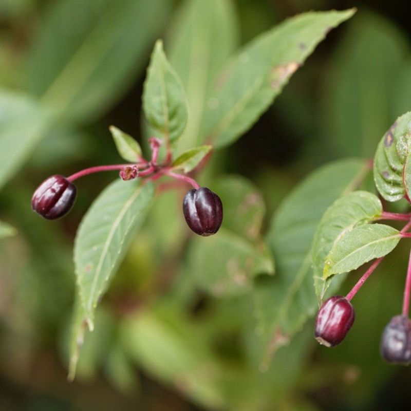 Remove Seed Pods Before They Steal Energy Remove Seed Pods Before They Steal Energy