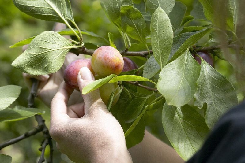 Remove Small, Damaged, And Crowded Fruit First