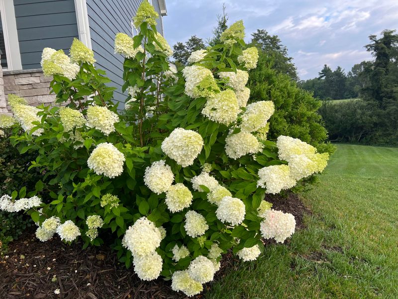 Remove Spent Blooms Lightly