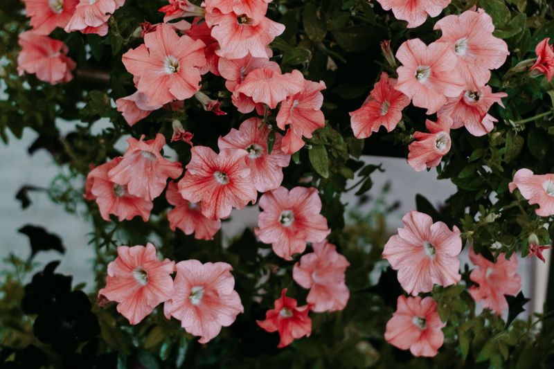 Remove Spent Blooms Regularly Remove Spent Blooms Regularly