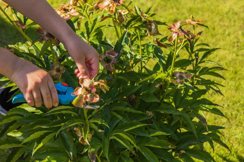 Remove Spent Blooms Without Shortening Stems