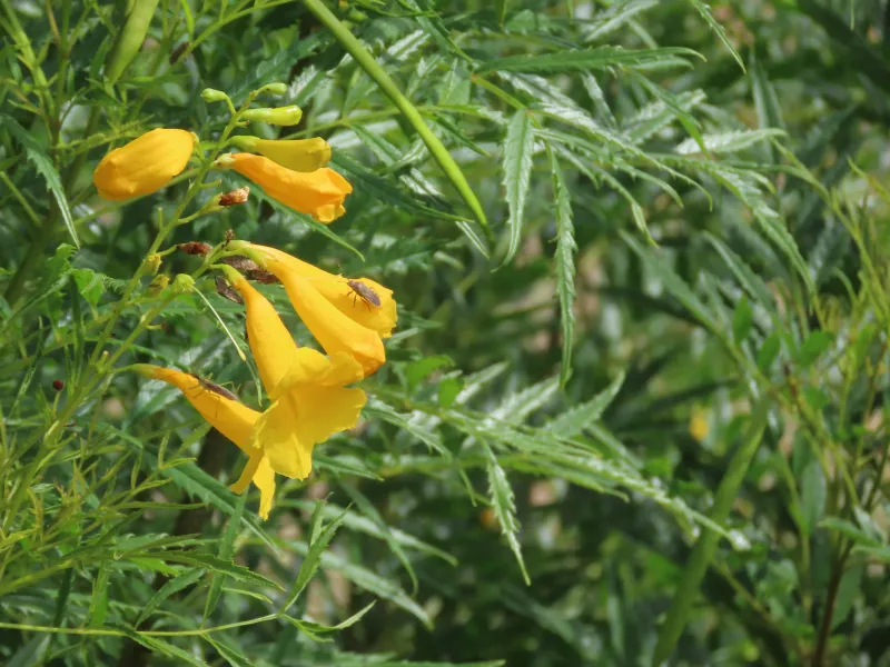 Remove Spent Flower Clusters If The Plant Looks Tired Remove Spent Flower Clusters If The Plant Looks Tired