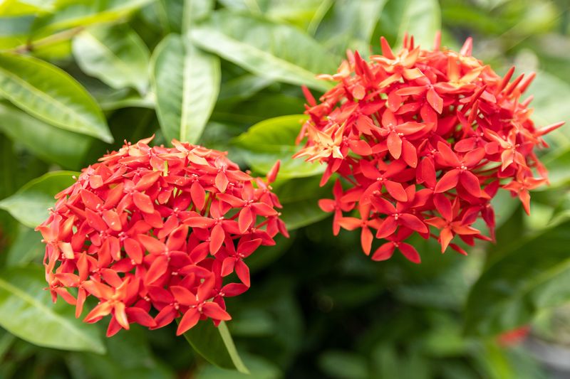 Remove Spent Flower Clusters Regularly
