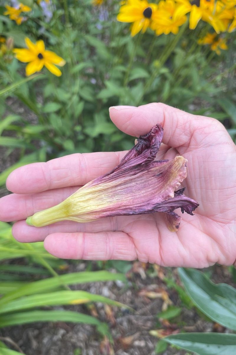 Remove Spent Flower Stalks First