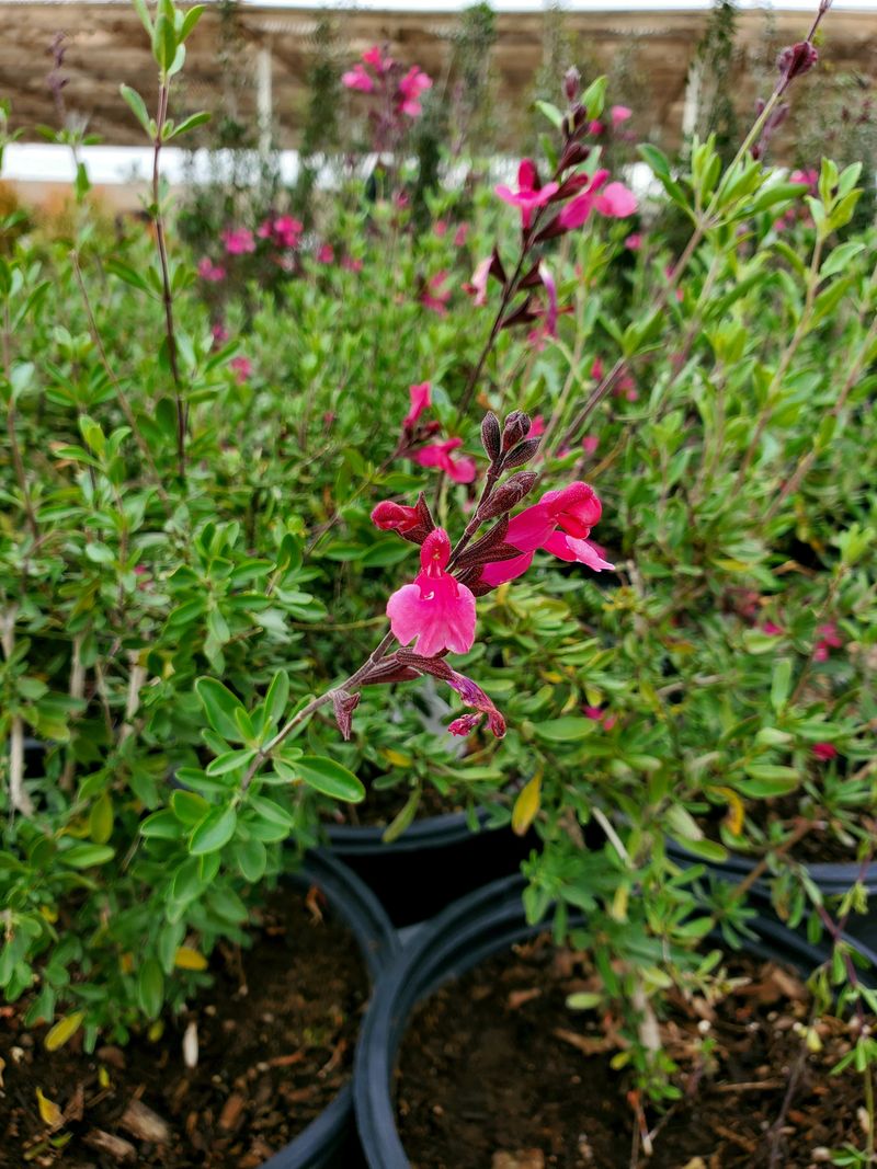 Remove Spent Flower Stalks Promptly Remove Spent Flower Stalks Promptly